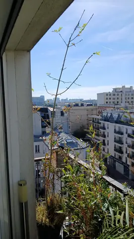 Frêne 3m à planter