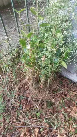 petits arbustes pour haie