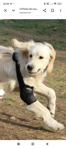 coudière chien taille L