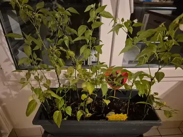 plants de piments oiseaux