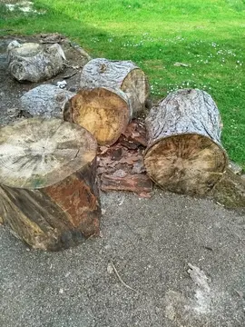 Billot de bois de pin