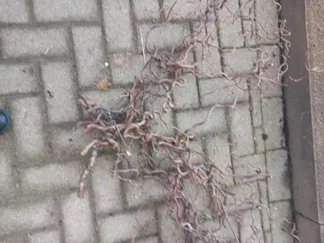 branches de noisetiers pour décoration 3