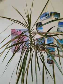 plante dracaena reflexa