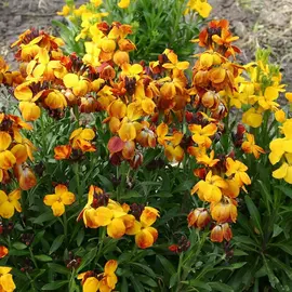 plants de giroflées, sedum et mélisse citronelle