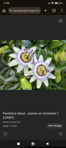 2 plants de Passiflore