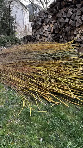 Branches de saule pour vannerie, boutures, tuteurs