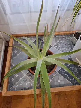 aloe vera