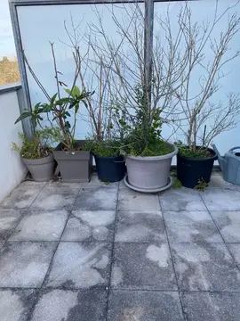 a donner plusieurs pots de fleurs