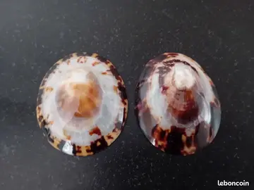 coquillages allaitement et coques allaitement