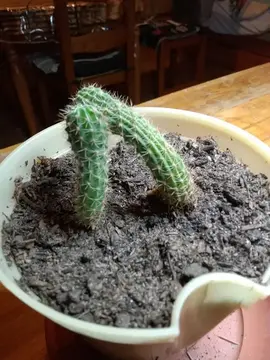 pousses de cactus