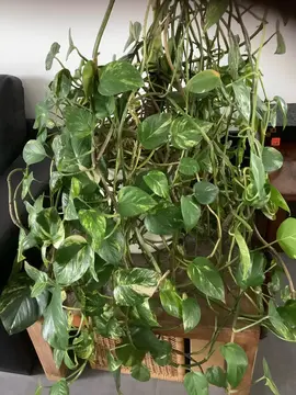 Plante d’intérieur