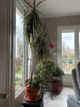 jolies plantes vertes dans le même pot