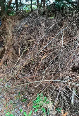 Bois / branches d’arbres à donner – idéal chauffage ou broyat