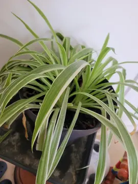 plante araignée à ré empote