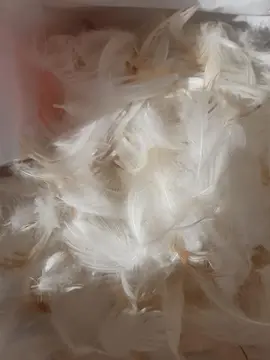 Plumes pour Loisirs Créatifs.