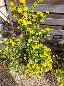 coronille de valence