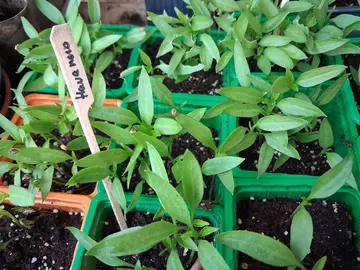 semis piment rouge fort habanero