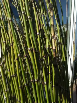 plan de prêle aquatique