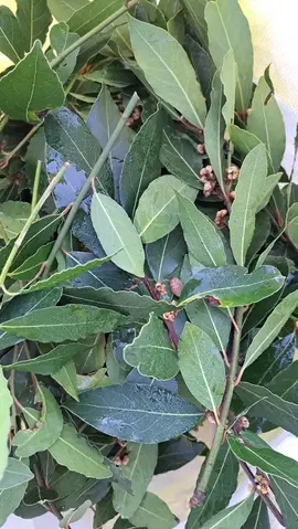 Branches de laurier sauce