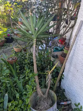Plante (Yucca)