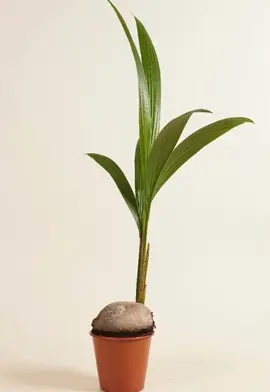 cocotier plante pour sauvetage