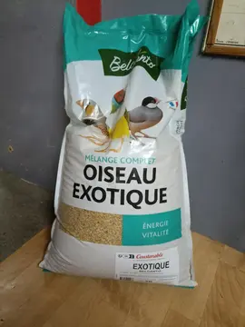 donne graines oiseaux exotiques
