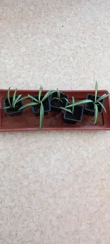 petite pouce de plante d intérieur