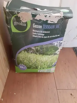 graine de gazon terrain sec