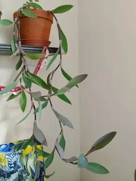 Donne Misère pourpre (Tradescantia pallida)