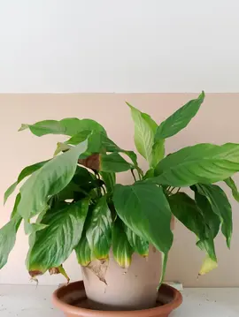 Donne Spathiphyllum (Fleur de lune)