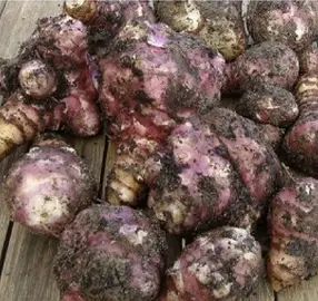 plants de topinambour