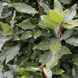 laurier sauce en arbustes ou en feuilles