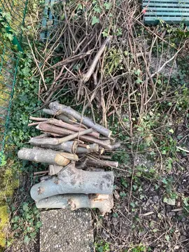 bois de figuier et noisetier