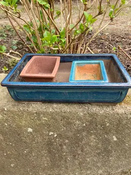 3 pots pour bansaïs