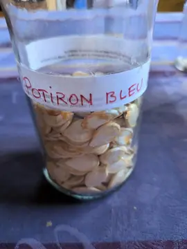 10 graines de potiron Bleu de Hongrie