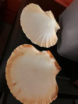 coquilles de noix de Saint-Jacques
