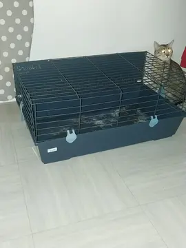 cage lapin