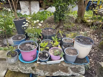 Plantes, arbres et pommes de terre à planter