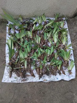 Donne iris prêts à planter