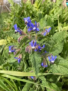 pieds de bourrache bleue