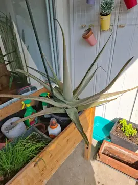 aloe vera