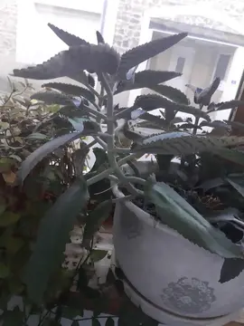 Kalanchoe Degraimontiana