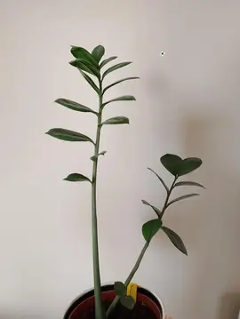 Donne Plante ZZ (Zamioculcas zamiifolia)