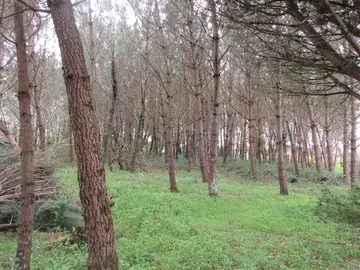 Donne pins à couper(pour chauffage ou palettes)