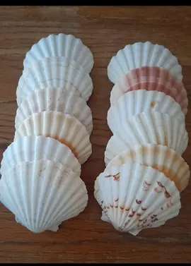 Coquilles St Jacques Vides