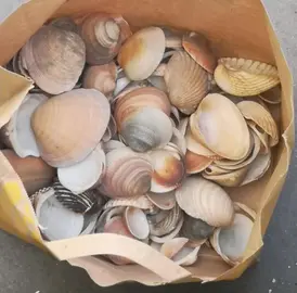 Assortiment Coquillages