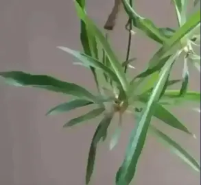 bouture de plante araignée