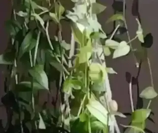 boutures de plante misere Tradescantia