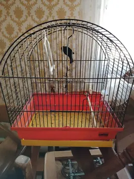 Cage oiseaux