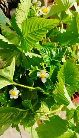 pieds de fraises des bois